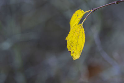 Close-up of yellow leaf against blurred background