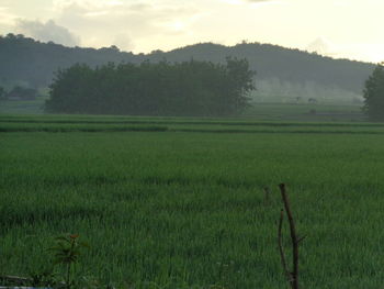 Scenic view of agricultural field against sky