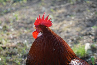 Close-up of rooster