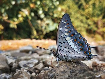 Close-up of butterfly on rock