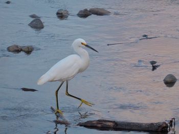 Birds perching on water