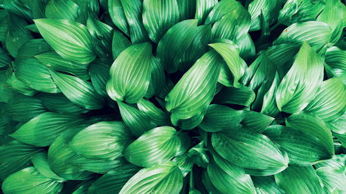 Full frame shot of green leaves