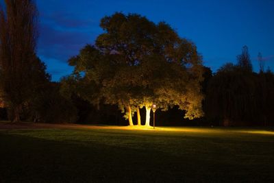 Trees against blue sky