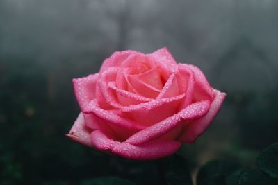 Close-up of pink rose blooming outdoors