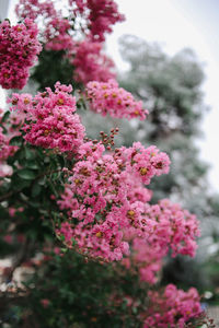 Close-up of pink flowering plant