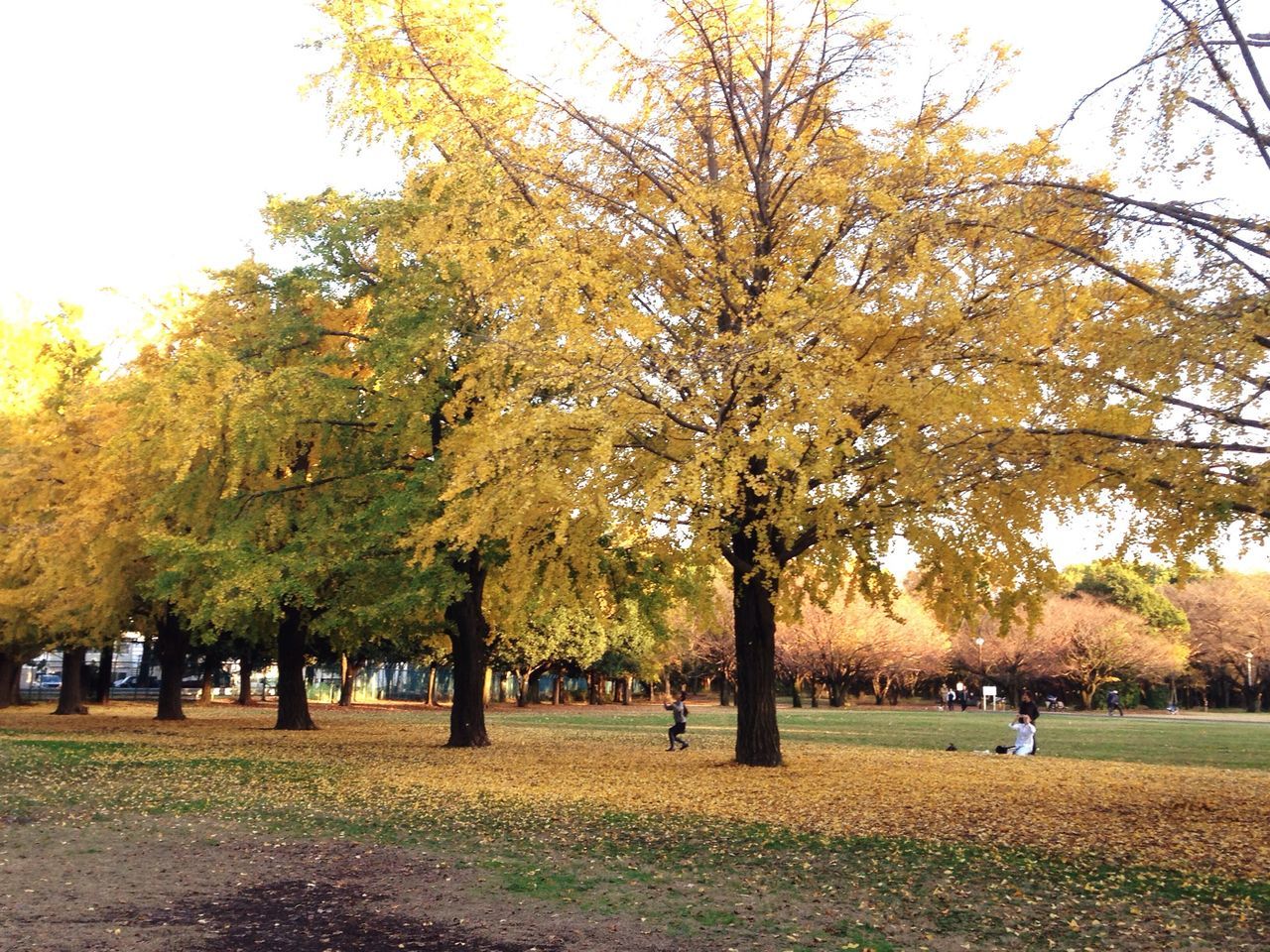 tree, branch, yellow, park - man made space, autumn, growth, tranquility, grass, nature, beauty in nature, clear sky, tree trunk, park, tranquil scene, change, field, sky, scenics, day, green color