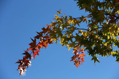 Low angle view of maple tree against clear blue sky