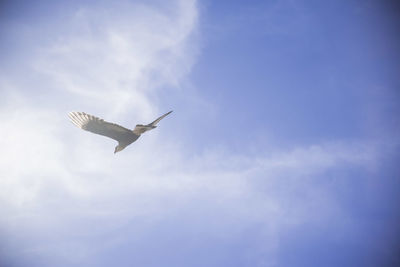 Low angle view of seagull flying in sky