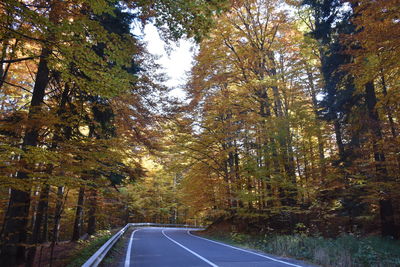 Country road amidst trees in forest during autumn