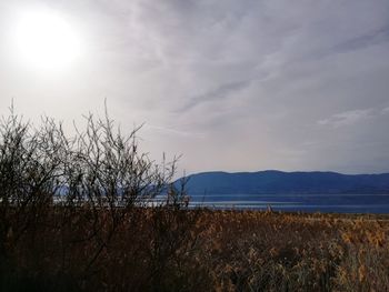 Plants growing on land against sky