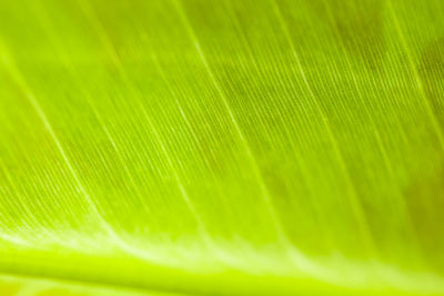 Full frame shot of palm leaves