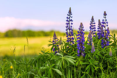 Close-up of purple lupins flowering plants on summer field at sunny day