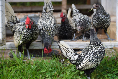 Chickens in a field