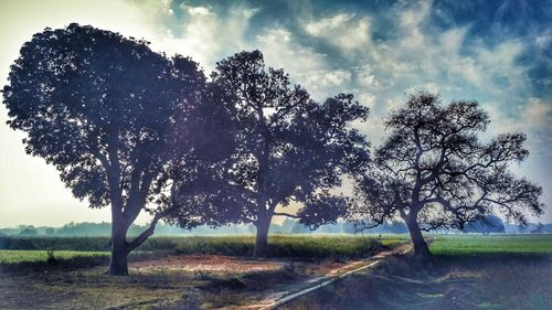 Trees on field against sky