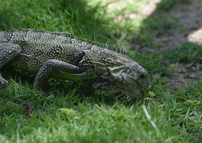 Common iguana with spines down his back eating grass in aruba.