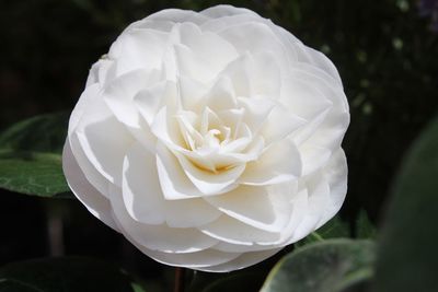 Close-up of white rose