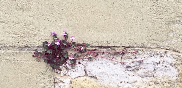 Plant growing on wall