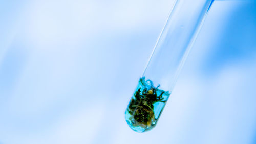 Close-up of insect on blue water against white background