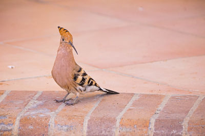 Close-up of bird perching on footpath