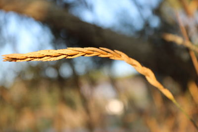 Close-up of rope against blurred background