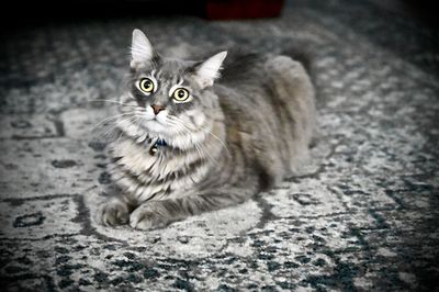 Portrait of kitten sitting on floor