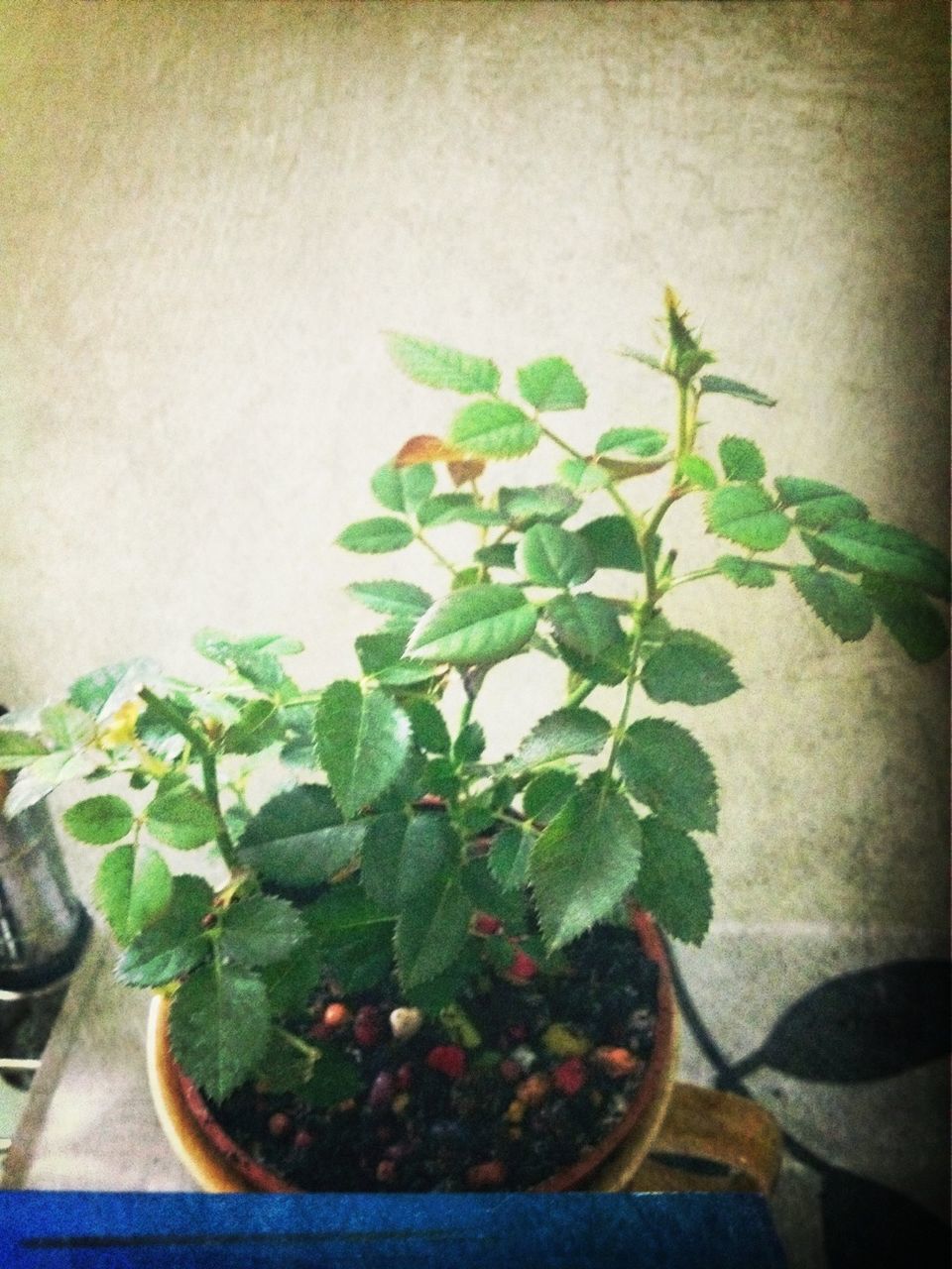 leaf, indoors, potted plant, plant, green color, freshness, growth, table, food and drink, healthy eating, close-up, nature, wall - building feature, high angle view, green, stem, food, home interior, no people, vegetable