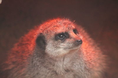 Close-up of a meerkat looking away
