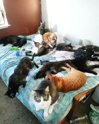 High angle view of dog sleeping at home