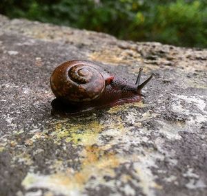 Close-up of snail on white surface