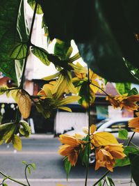 Close-up of yellow flowering plant leaves