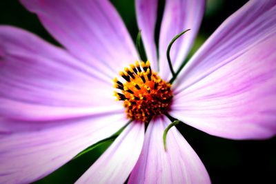 Close-up of pink flower