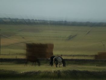 Horses in a field