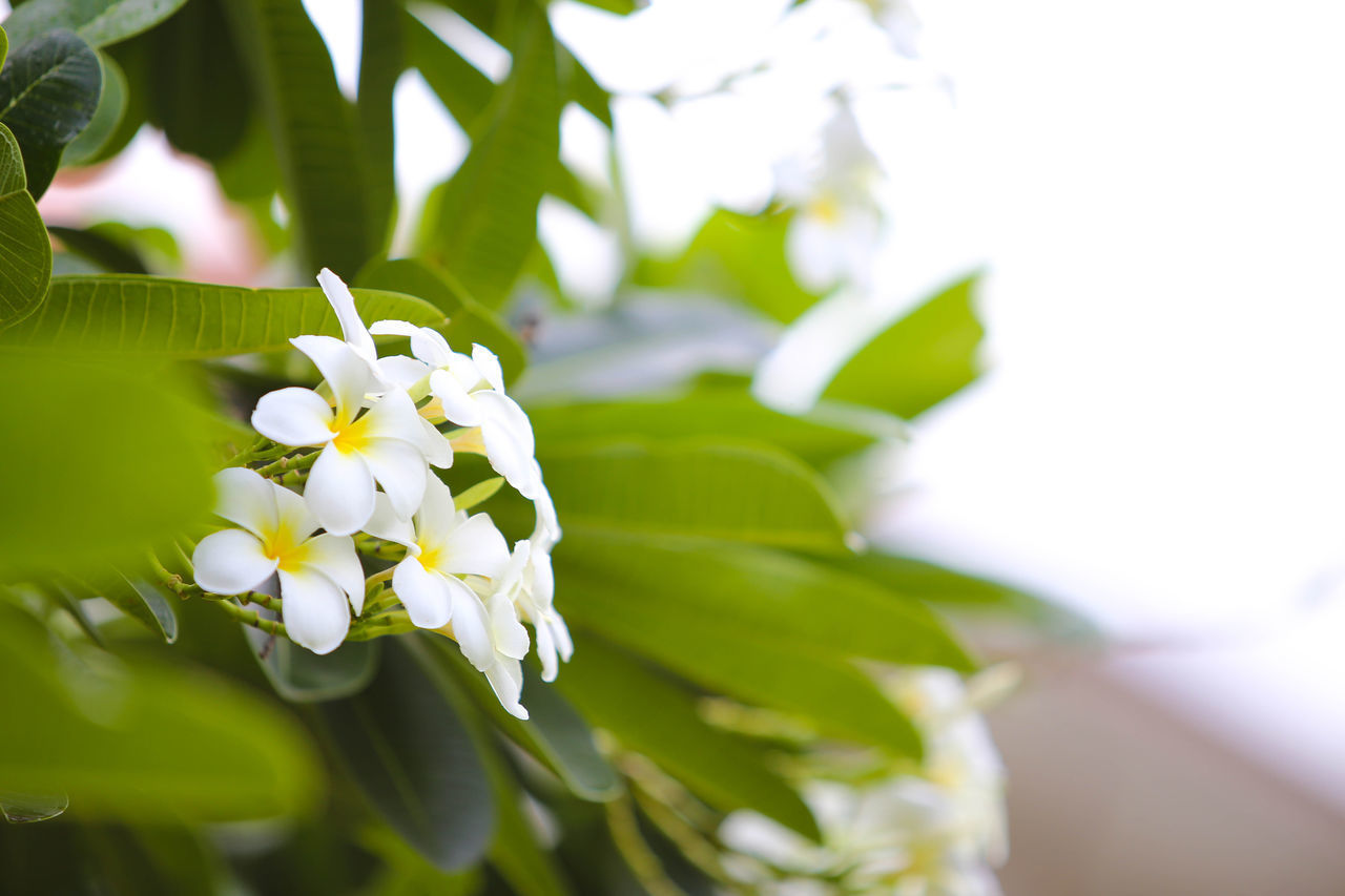 CLOSE-UP OF FLOWERING PLANT