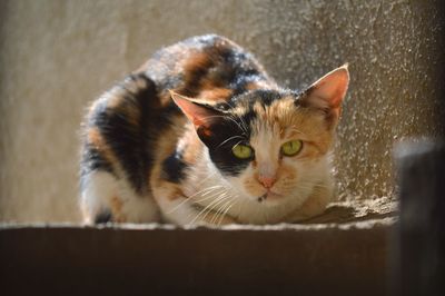 Close-up portrait of a cat