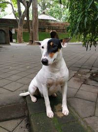 Dog sitting on footpath