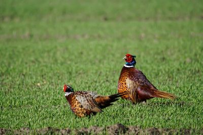 Birds perching on field