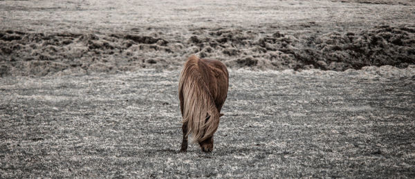 Rear view of bird on field