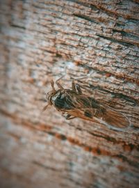 Close-up of insect on wall