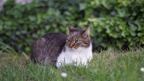 Cat looking away on field