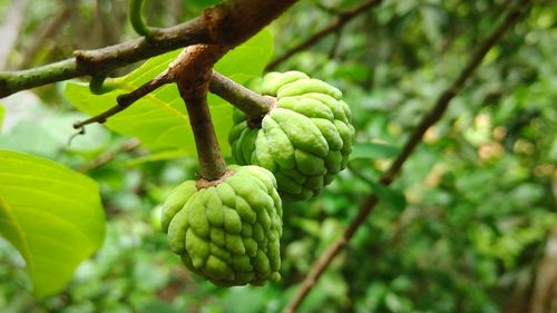 Close-up of fruit growing on tree