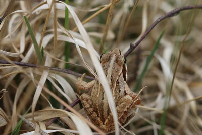 Close-up of dried plant