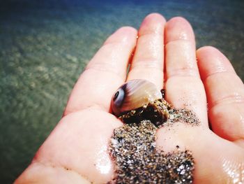 Close-up of hand holding small crab at beach