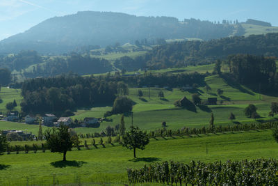 Scenic view of agricultural field