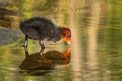 Very young coot baby, only a few days old, drinking water