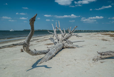 Driftwood on beach against sky