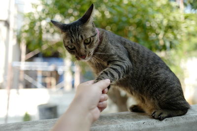 Close-up of hand touching cat