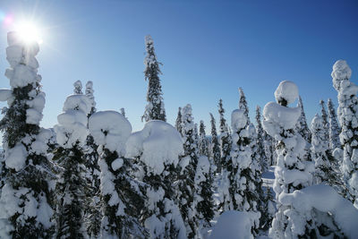 Low angle view of snow covered plants against sky