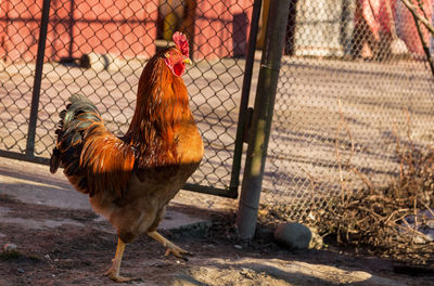 Close-up of rooster in cage