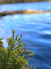 Close-up of plant against lake