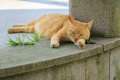 Portrait of ginger cat on retaining wall